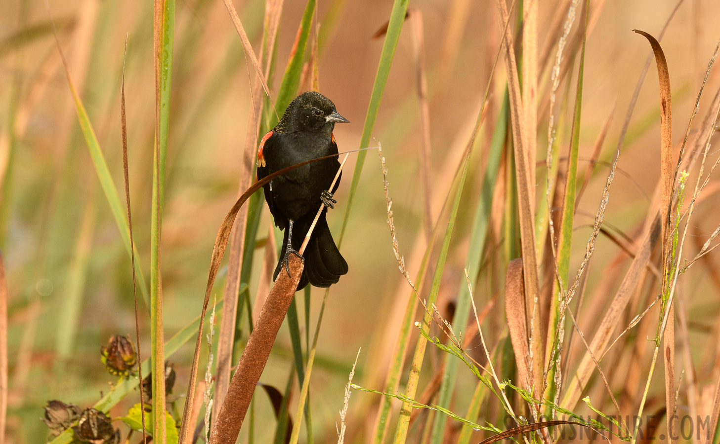 Agelaius phoeniceus phoeniceus [400 mm, 1/1000 sec at f / 8.0, ISO 800]